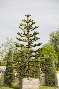 Araucaria araucana 125- 150 cm