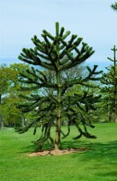 Araucaria araucana 125- 150 cm