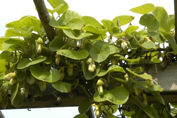 Aristolochia macrophylla 40- 60 cm