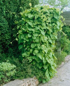 Aristolochia macrophylla 40- 60 cm