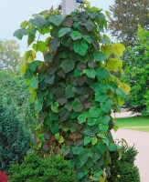 Aristolochia macrophylla 40- 60 cm