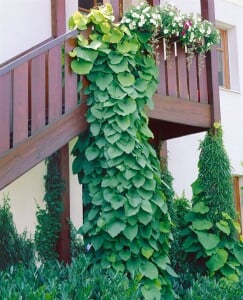 Aristolochia macrophylla 100- 150 cm