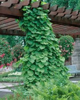 Aristolochia macrophylla 100- 150 cm