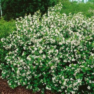 Aronia melanocarpa 60- 100 cm