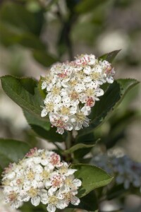 Aronia melanocarpa 60- 100 cm