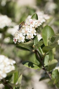 Aronia melanocarpa 60- 100 cm