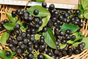 Aronia melanocarpa 60- 100 cm