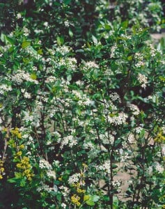 Aronia melanocarpa 60- 100 cm