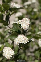 Aronia melanocarpa 60- 100 cm