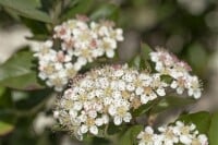 Aronia melanocarpa 60- 100 cm