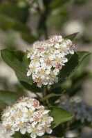 Aronia melanocarpa 60- 100 cm