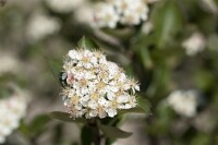 Aronia melanocarpa 60- 100 cm