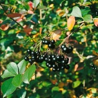 Aronia melanocarpa 60- 100 cm