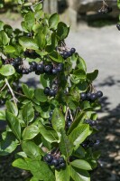 Aronia melanocarpa Viking 80- 100 cm