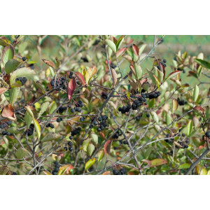 Aronia prunifolia Nero C 60-100