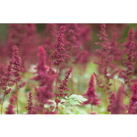Astilbe x arendsii Fanal 2L 60-