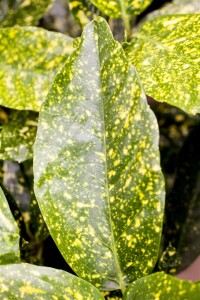 Aucuba japonica Variegata 3 L 40-  60