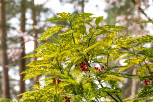 Aucuba japonica Variegata 3 L 40-  60