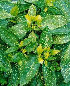 Aucuba japonica Variegata 3 L 40-  60