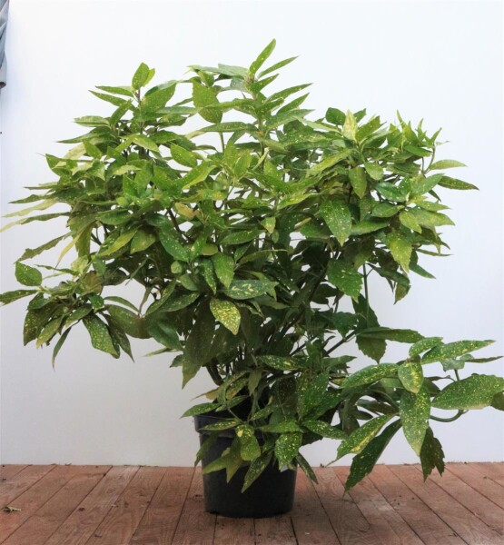 Aucuba japonica Variegata 80- 100 cm