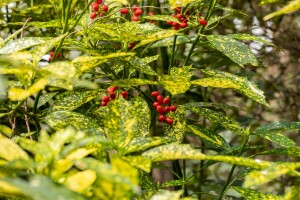 Aucuba japonica Variegata 80- 100 cm