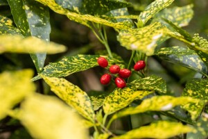 Aucuba japonica Variegata 80- 100 cm