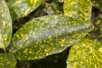 Aucuba japonica Variegata 80- 100 cm