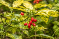 Aucuba japonica Variegata 80- 100 cm