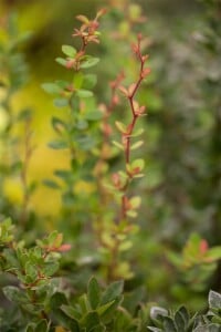 Berberis buxifolia Nana 3 L 30-  35