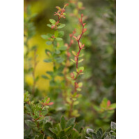 Berberis buxifolia Nana 3 L 30-  35