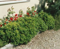 Berberis buxifolia Nana 3 L 30-  35