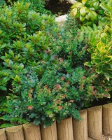 Berberis buxifolia Nana 3 L 30-  35