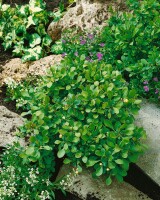 Berberis buxifolia Nana C 15-  20