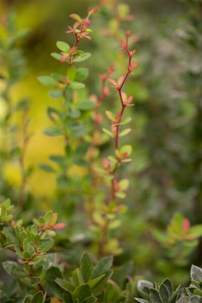 Berberis buxifolia Nana C 20-  25