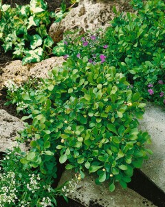Berberis buxifolia Nana 30- 40 cm
