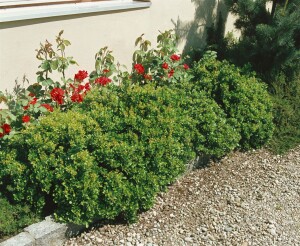 Berberis buxifolia Nana 30- 40 cm