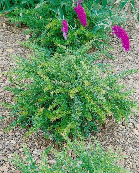 Berberis frikartii Amstelveen 25- 30 cm