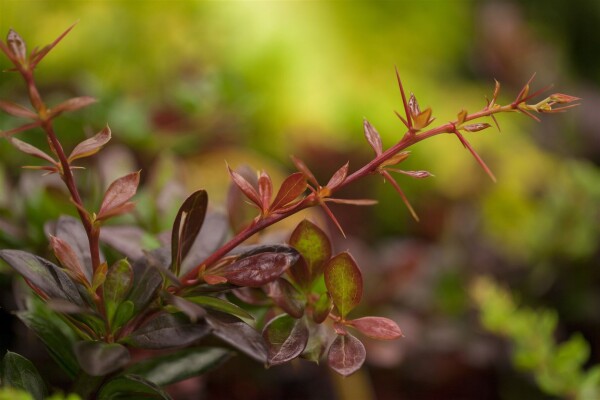 Berberis media Red Jewel 30- 40 cm