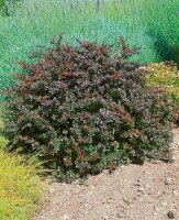 Berberis media Red Jewel 30- 40 cm