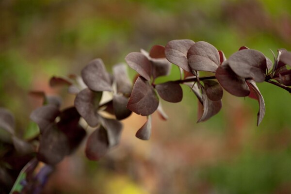 Berberis ottawensis Superba 40- 60 cm