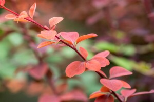 Berberis ottawensis Superba 40- 60 cm