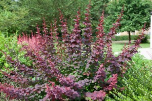 Berberis ottawensis Superba 40- 60 cm