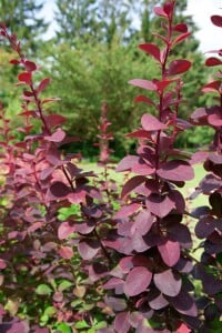 Berberis ottawensis Superba 40- 60 cm