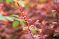 Berberis ottawensis Superba 40- 60 cm