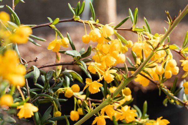 Berberis stenophylla 40- 60 cm