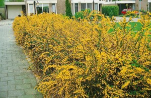 Berberis stenophylla 40- 60 cm