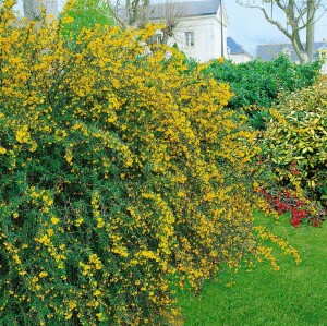 Berberis stenophylla 40- 60 cm