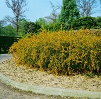 Berberis stenophylla 40- 60 cm