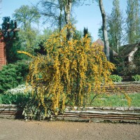 Berberis stenophylla 40- 60 cm