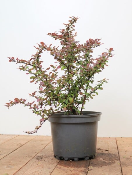 Berberis thunbergii Atropurpurea Nana C 25-  30